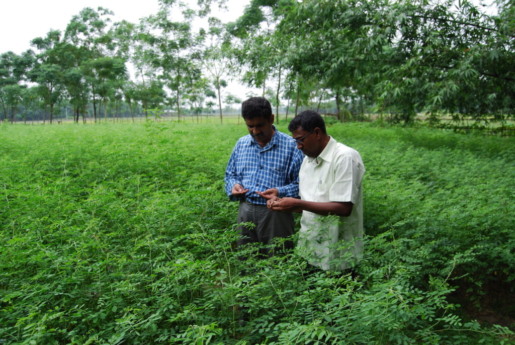 Work in Indigo field. Photo Credit: AD Roy